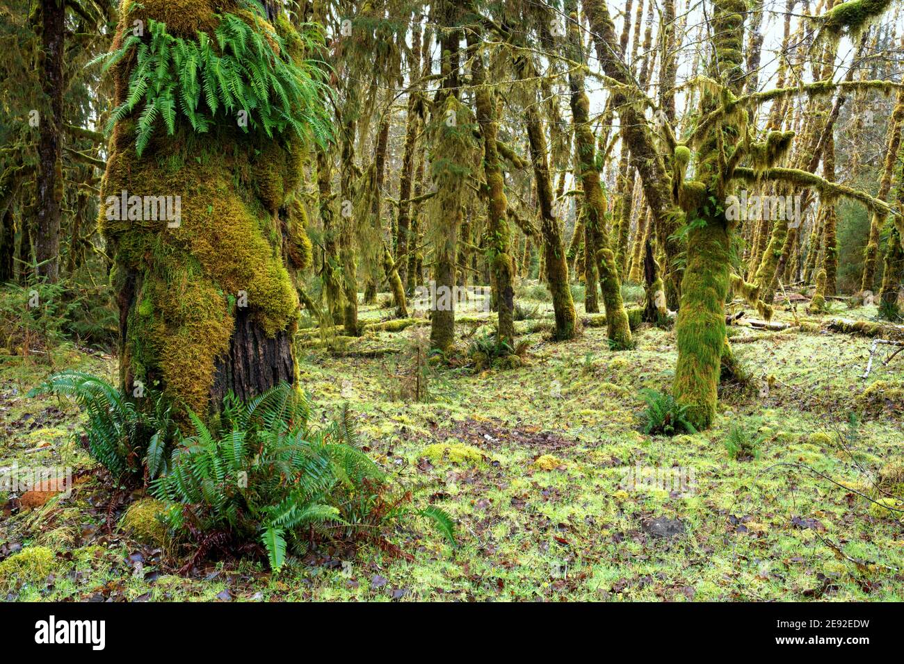 Natural opening in temperate old-growth forest near Queets River, Queets rainforest, Olympic National Park, Jefferson County, Washington, USA Stock Photo