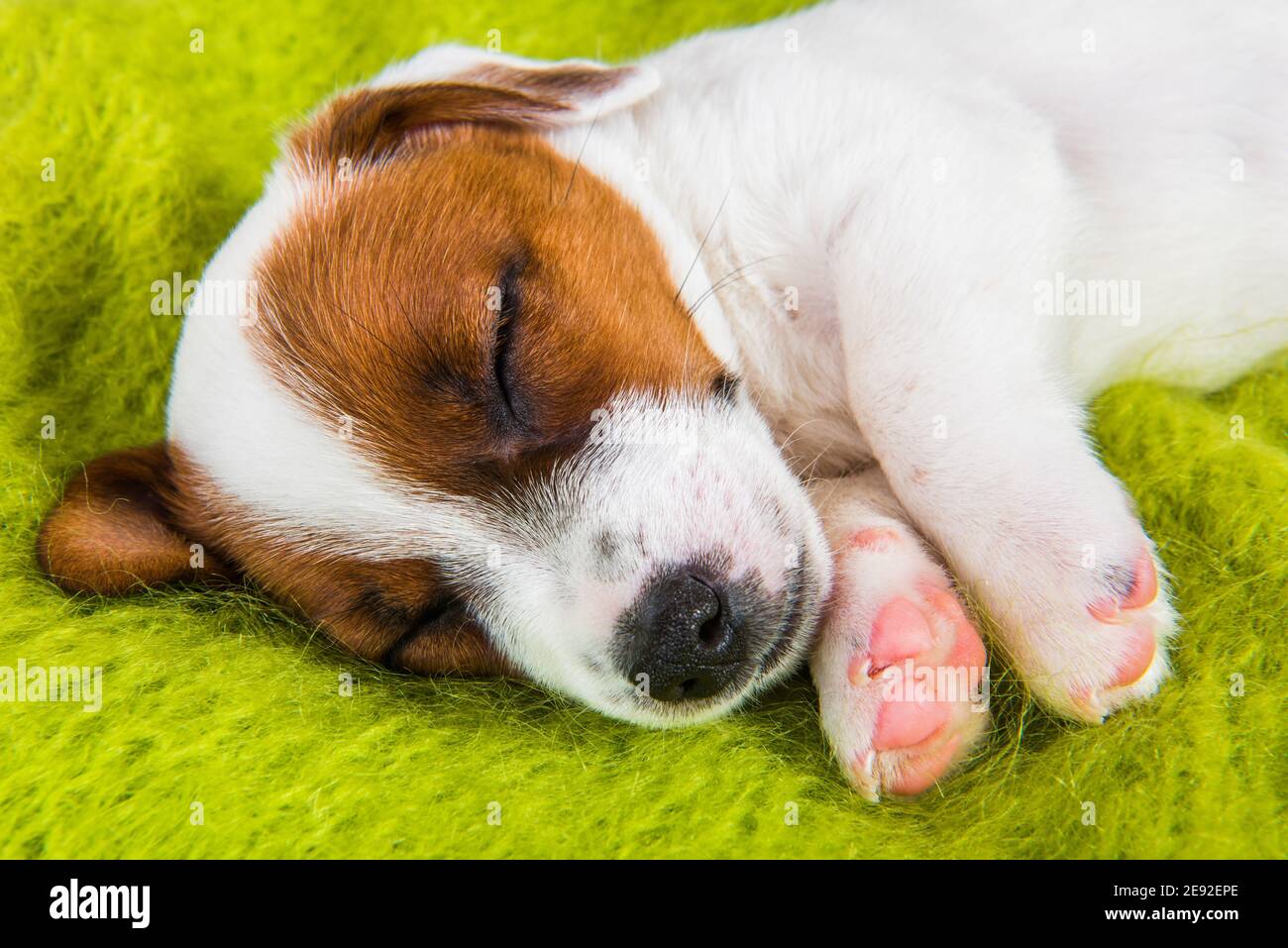 Puppy sweetly sleeping on the couch, the dog fell ill Stock Photo Alamy