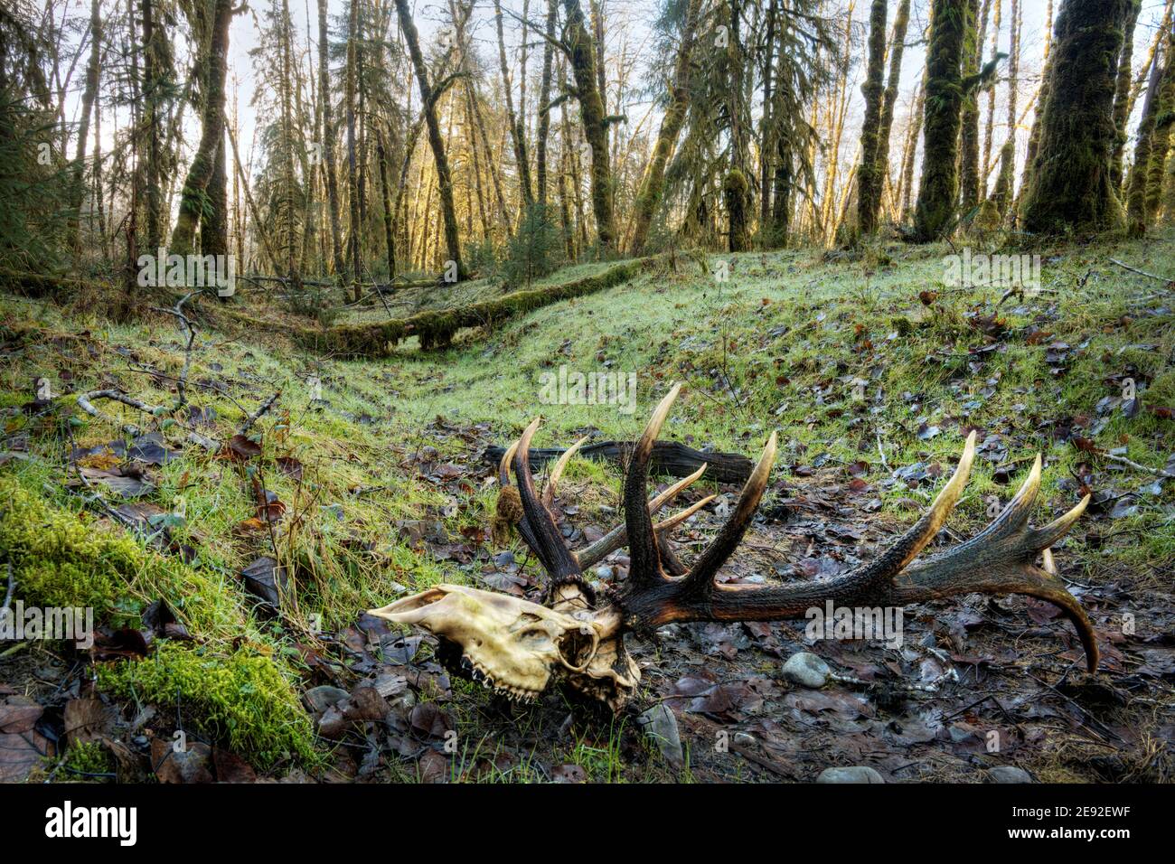 Skull of bull elk in natural opening of temperate old-growth forest near Queets River, Queets rainforest, Olympic National Park, Jefferson County, Was Stock Photo