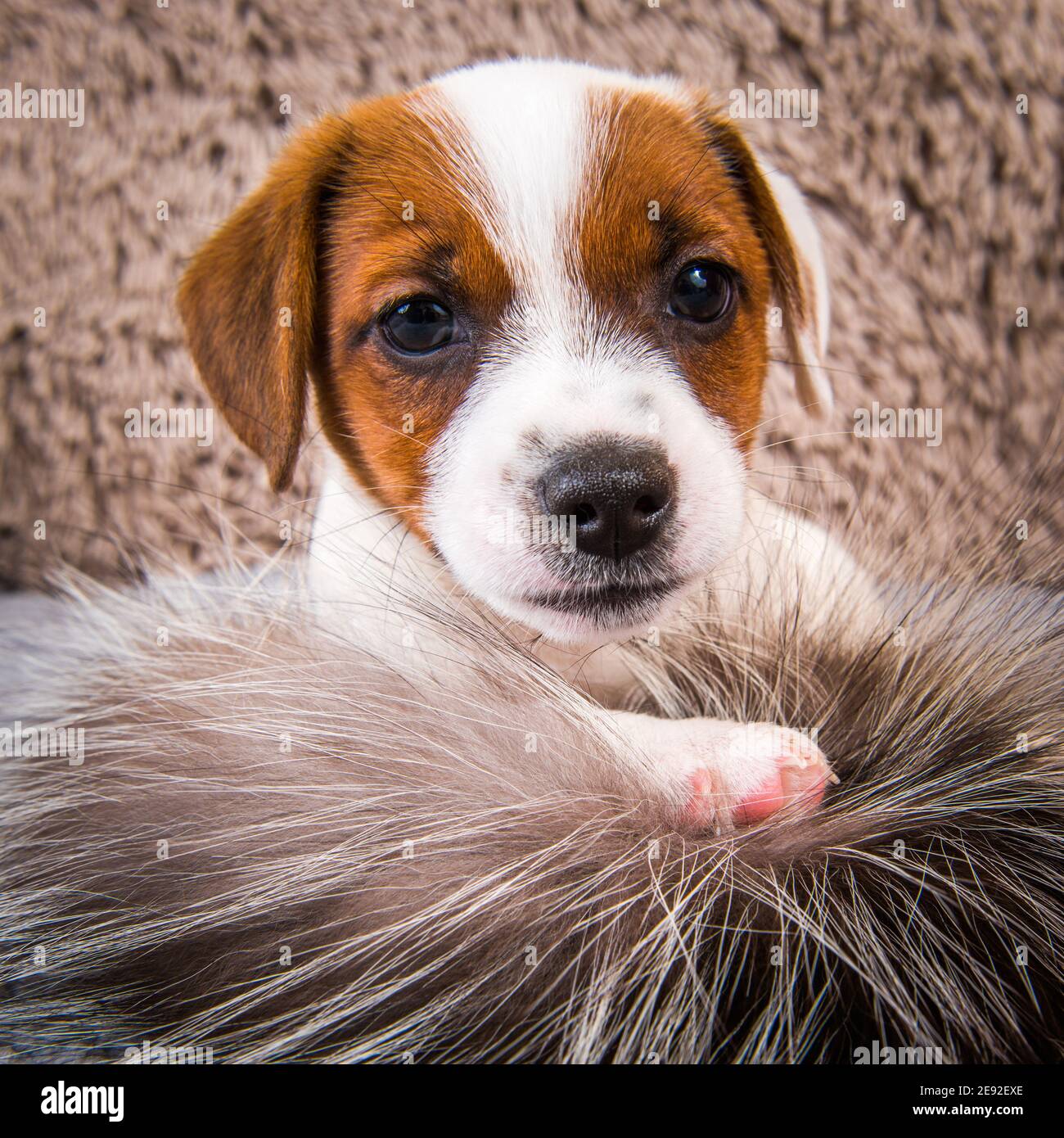 Cute funny Jack Russell Terrier dog puppy is playing in fur Stock Photo