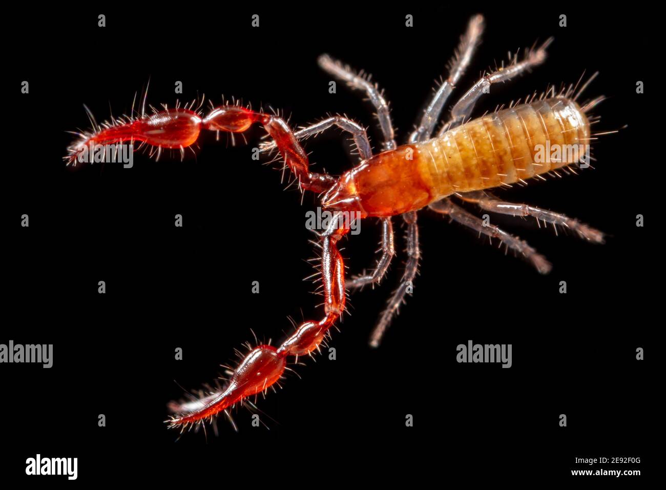 Roncus hires stock photography and images Alamy