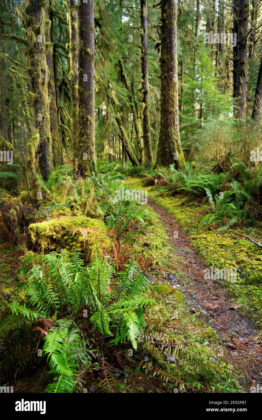 Sams River Loop Trail running through temperate old-growth forest, Queets rainforest, Olympic National Park, Jefferson County, Washington, USA Stock Photo