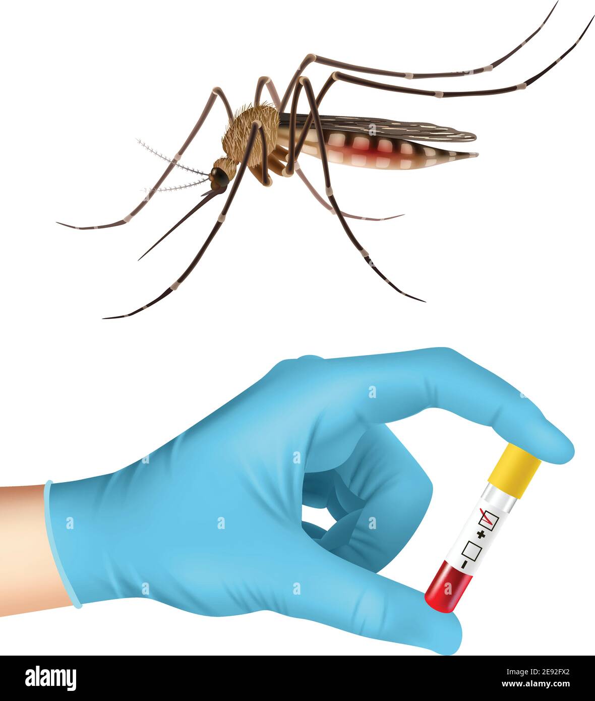 Realistic mosquito and human hand in medical glove holding blood sample  vector illustration Stock Vector Image & Art - Alamy