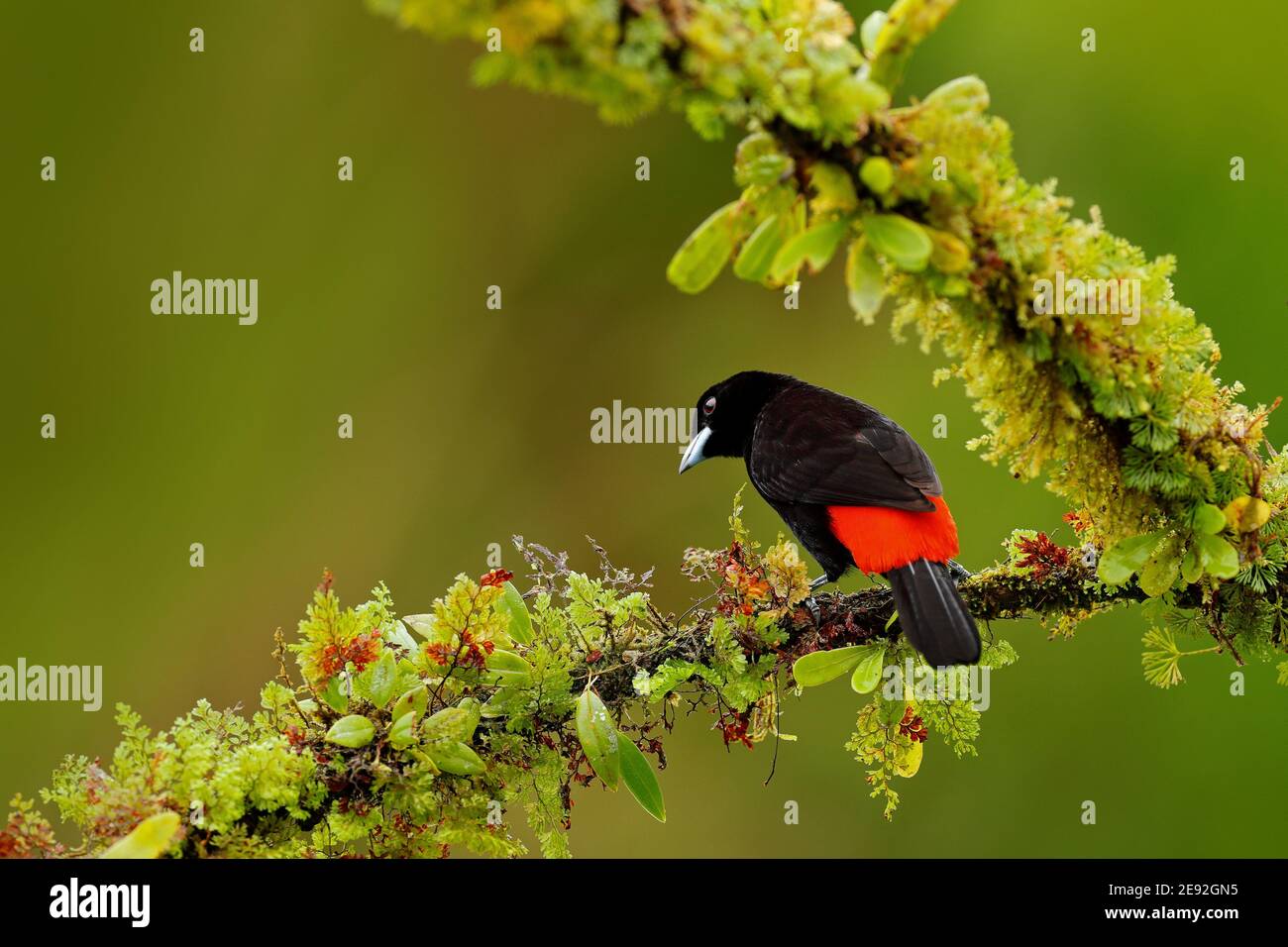 Scarlet-rumped Tanager, Ramphocelus passerinii, exotic tropical red and ...
