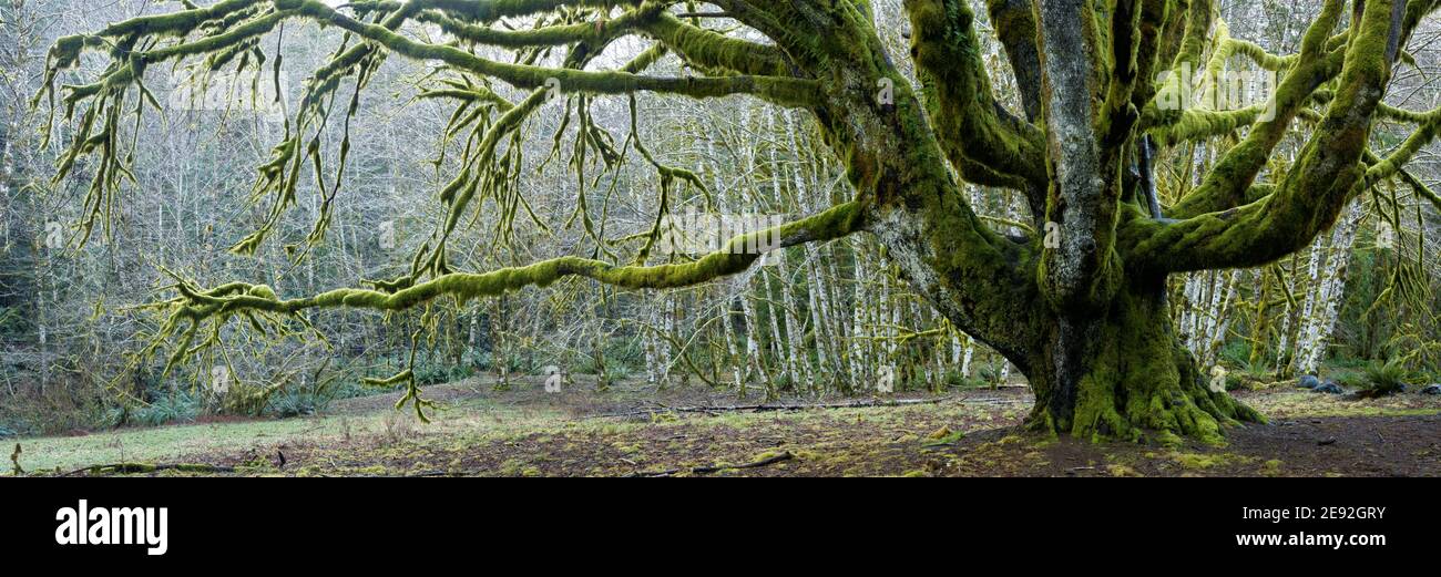 Trunk and lower branches of large big leaf maple tree, with forest of red alder trees in background, Fairholme Campground, Olympic National Park, Jeff Stock Photo