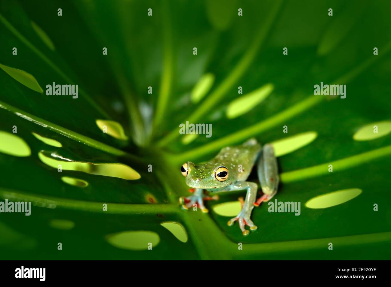Tropical nature in forest. Olive Tree Frog, Scinax elaeochroa, sitting on big green leaf. Frog with big eye. Night behavior in Costa Rica. Stock Photo