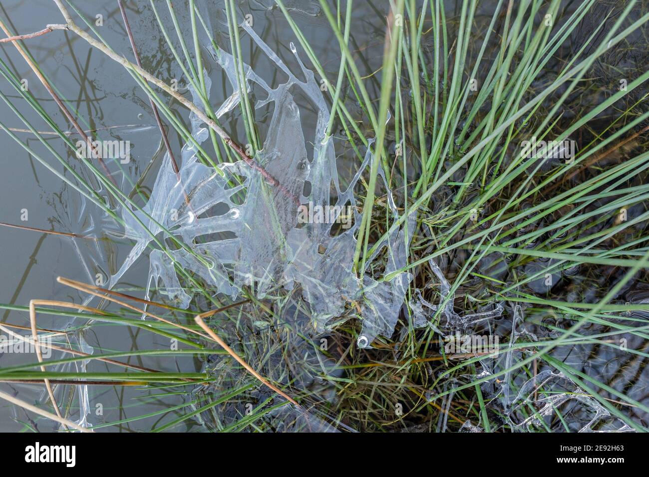 Melting ice formation on plants in a shallow pond. Stock Photo