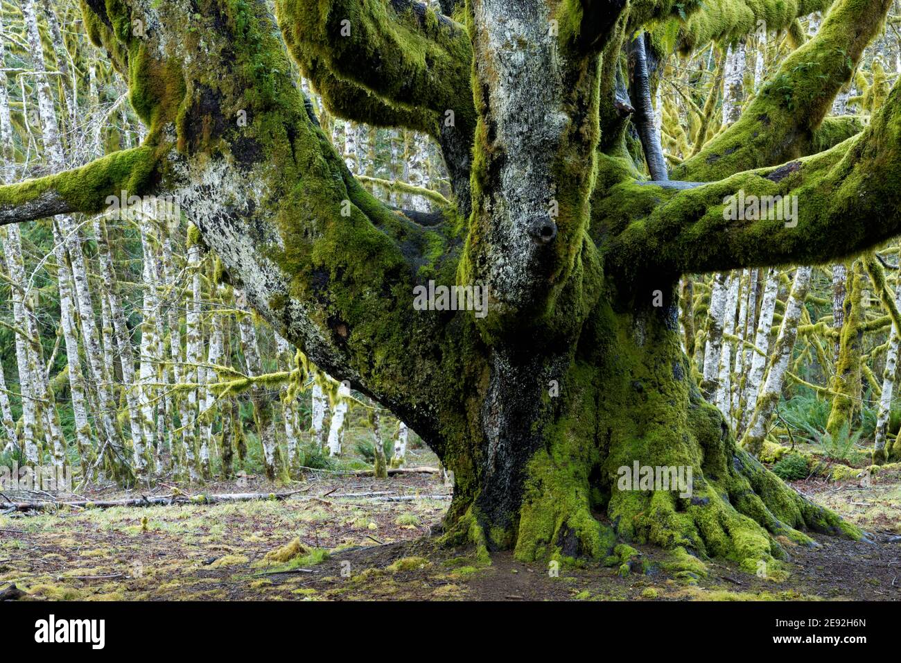Trunk and lower branches of large big leaf maple tree, with forest of red alder trees in background, Fairholme Campground, Olympic National Park, Jeff Stock Photo