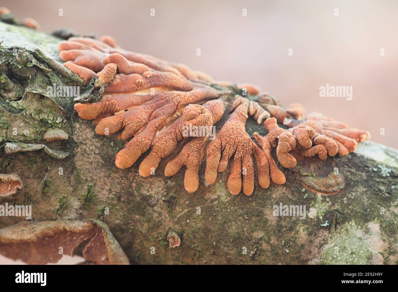 Hypocreopsis lichenoides, also called Hypocrea riccioidea, commonly known as Willow Gloves, wild mushroom from Finland Stock Photo