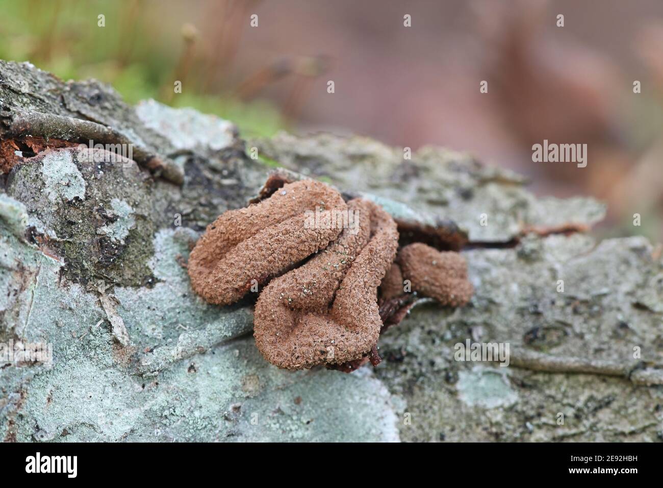 Encoelia furfuracea, known as spring hazelcup, wild fungus from Finland Stock Photo