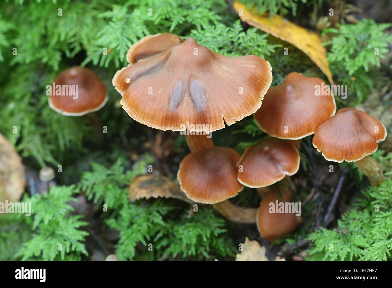 Cortinarius obtusus, a webcap from Finland with no common english name Stock Photo