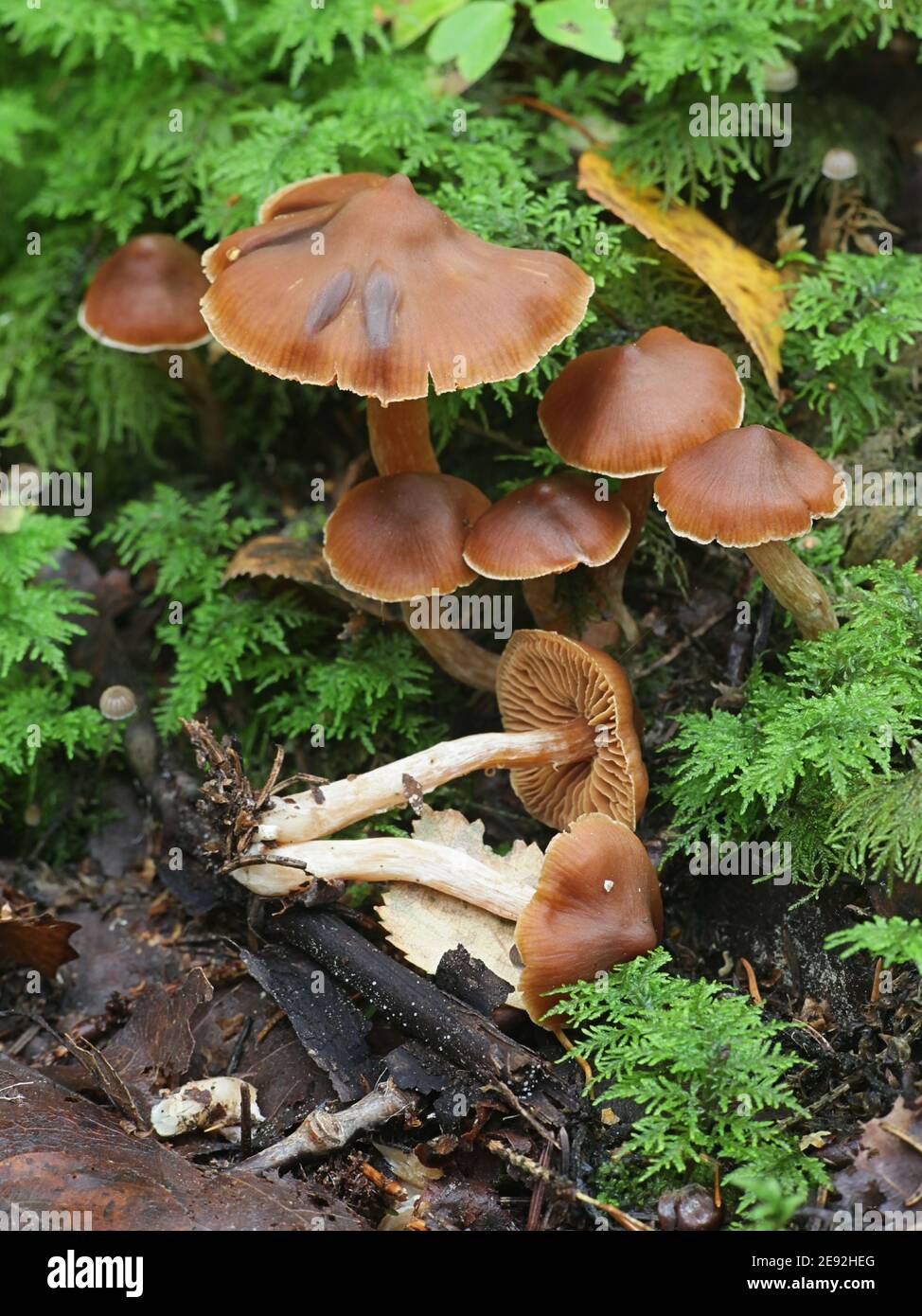 Cortinarius obtusus, a webcap from Finland with no common english name Stock Photo