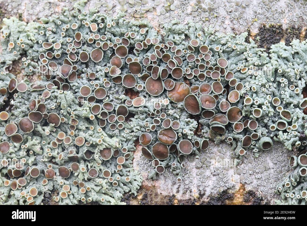 Physcia aipolia, known as Hoary Rosette Lichen, a lichenized fungus from Finland Stock Photo