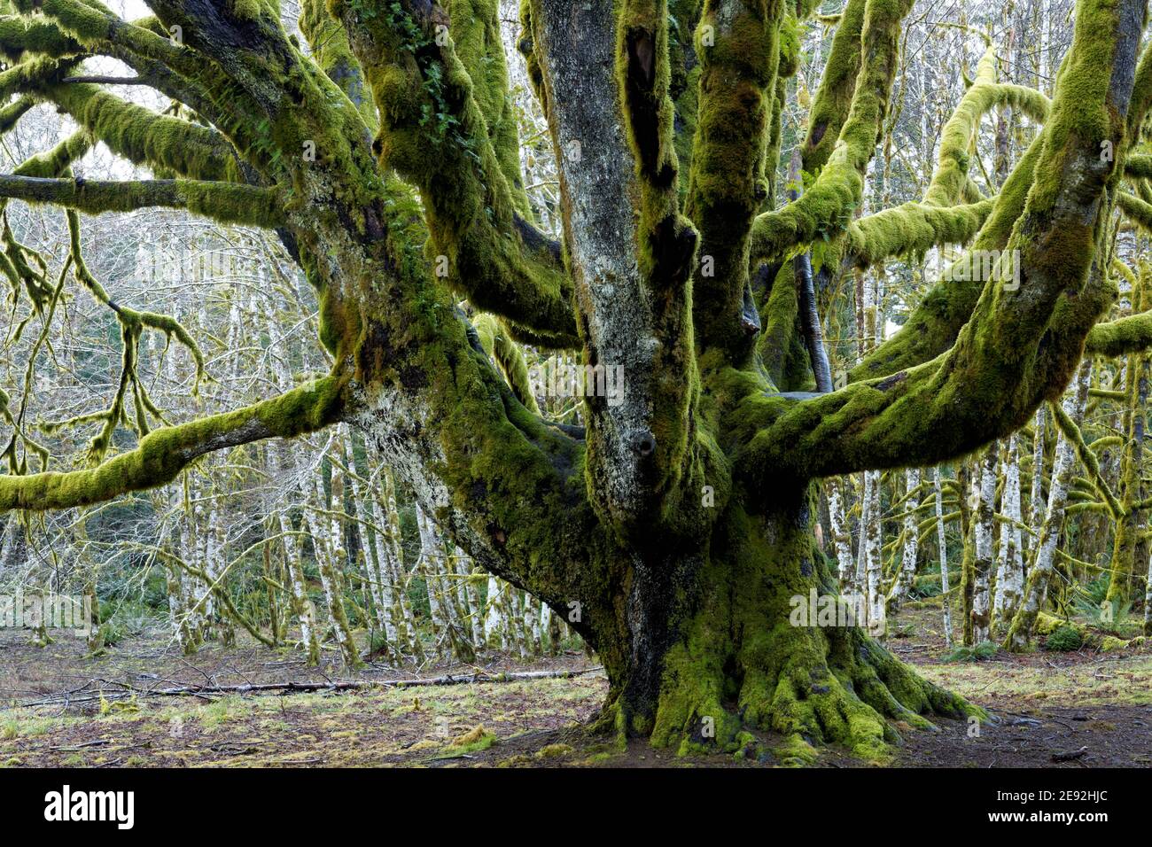 Trunk and lower branches of large big leaf maple tree, with forest of red alder trees in background, Fairholme Campground, Olympic National Park, Jeff Stock Photo