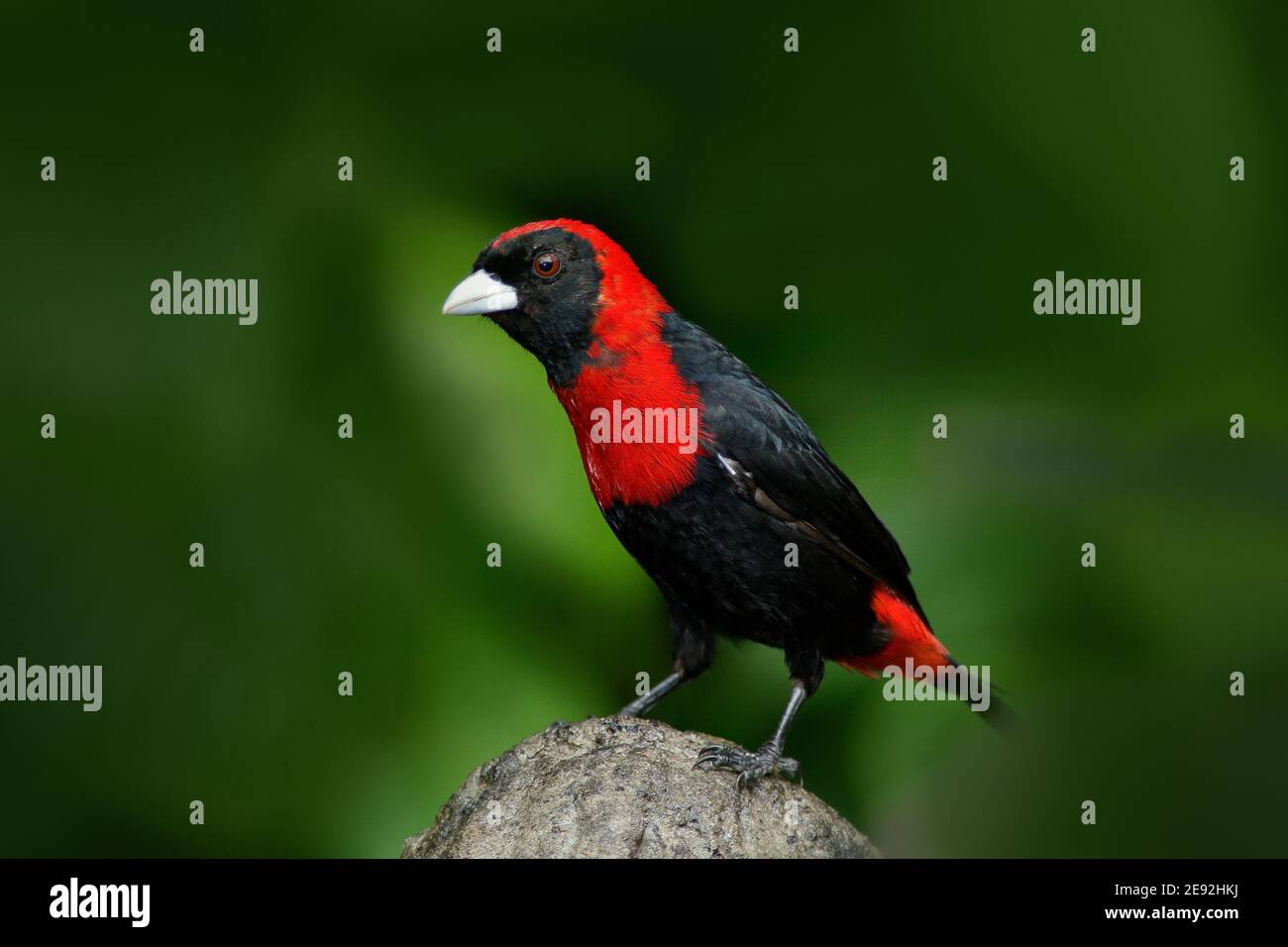 Crimson-collared Tanager, Ramphocelus sanguinolentus, exotic tropical red and black songbird from Costa Rica, in the green forest nature habitat. Stock Photo