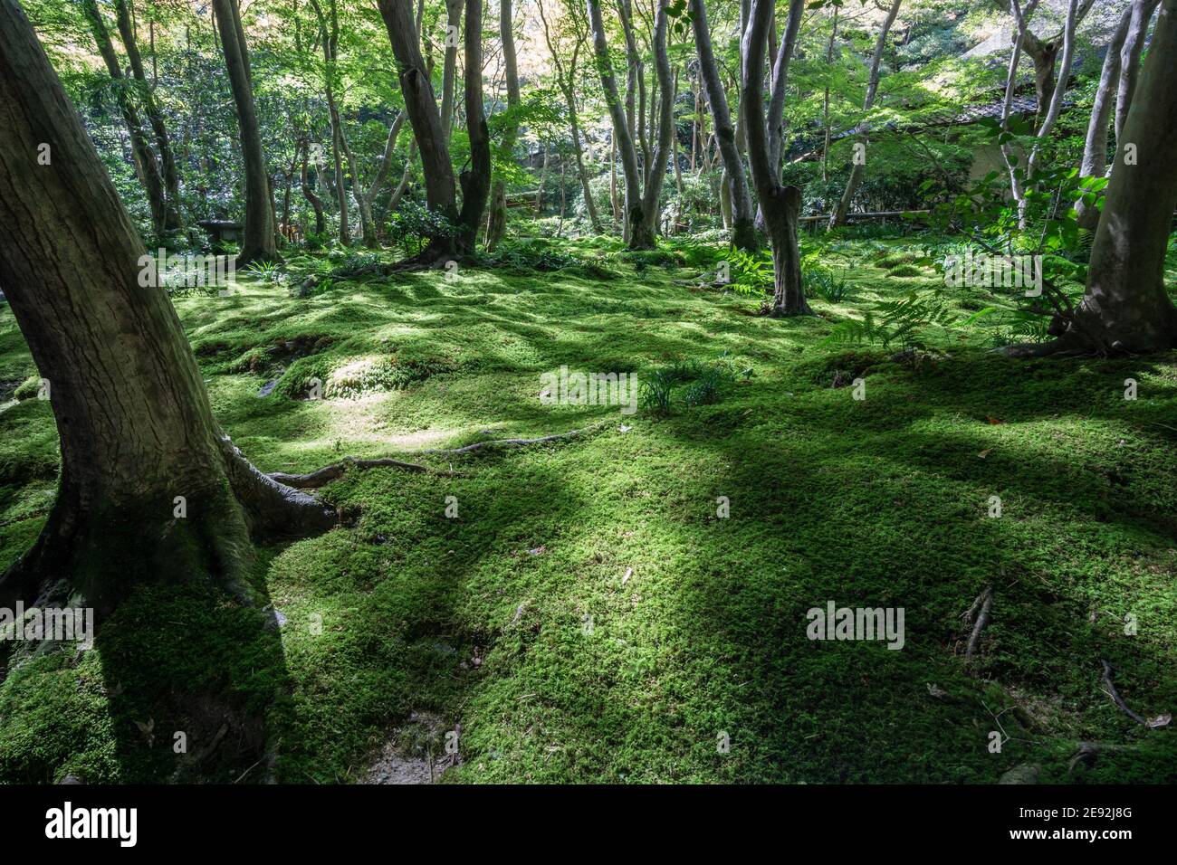 Giouji Hi Res Stock Photography And Images Alamy