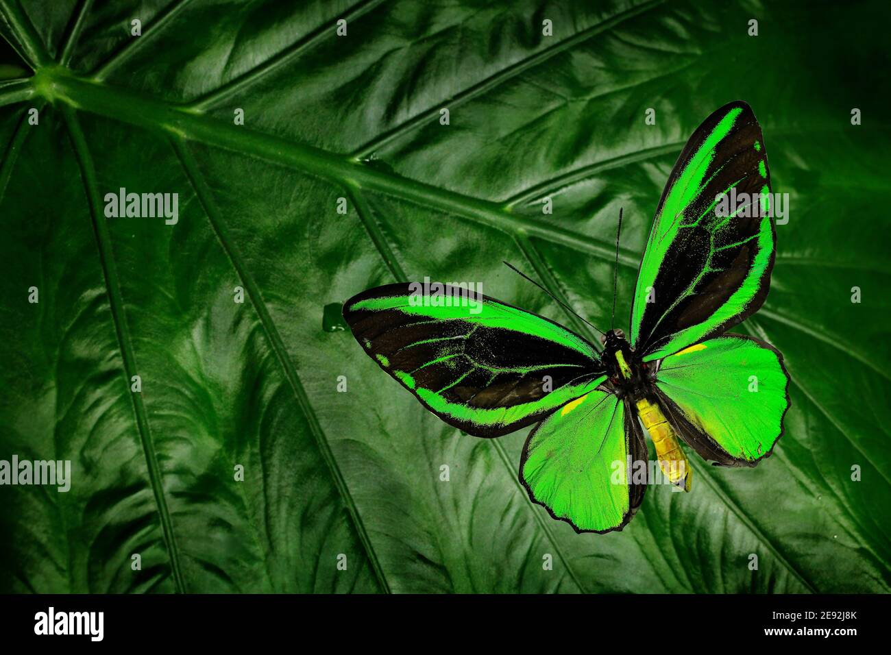 Beautiful green and black butterfly. Ornithoptera euphorion, the Cairns