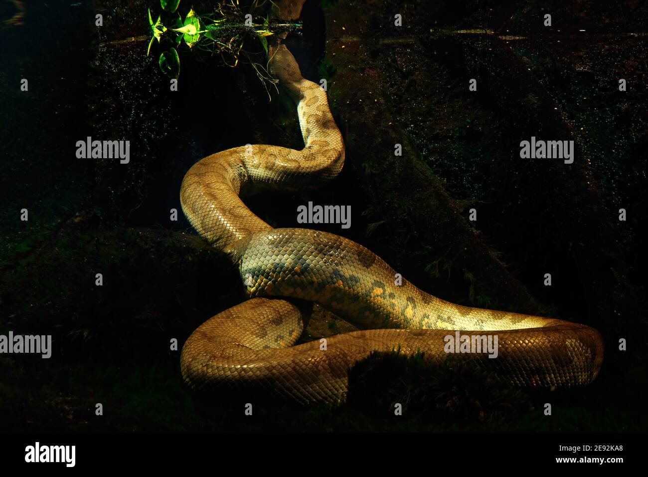 Green anaconda in the dark water, underwater photography with big snake in the nature river habitat, Pantanal, Brazil. Stock Photo