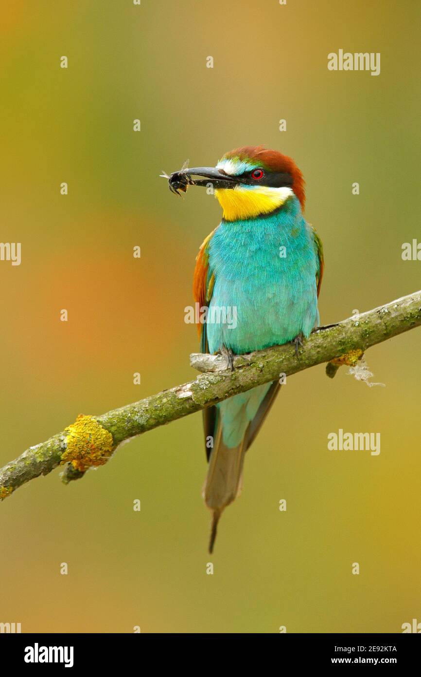 European Bee-eater, Merops apiaster, beautiful bird sitting on the branch with dragonfly in the bill. Action bird scene in the nature habitat, Hungary Stock Photo