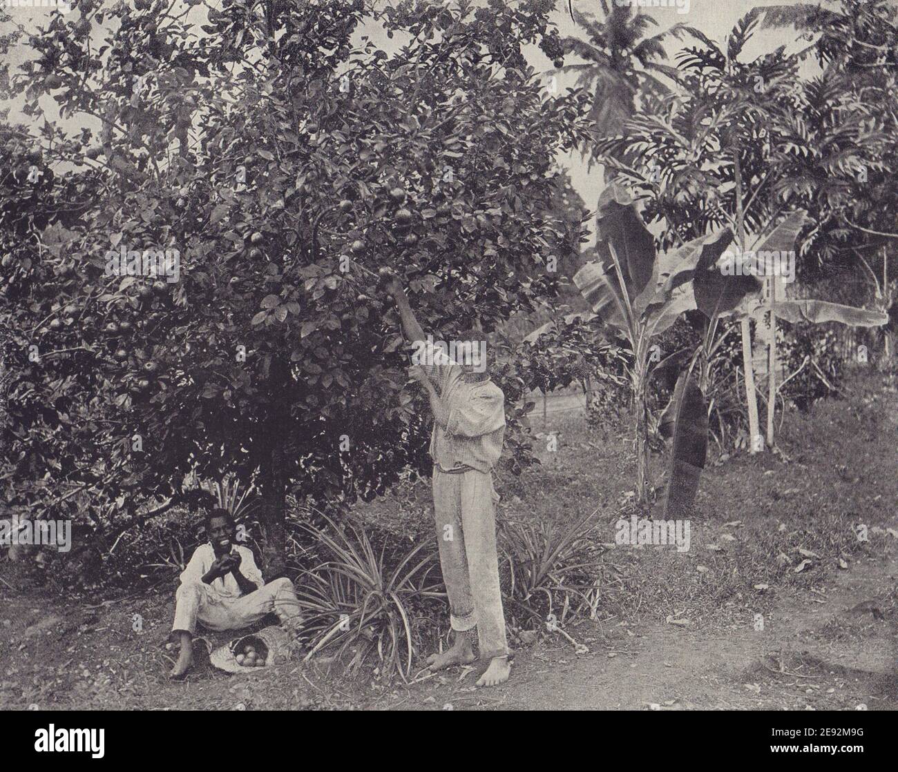 Orange Pickers, Jamaica. STODDARD 1895 old antique vintage print picture Stock Photo