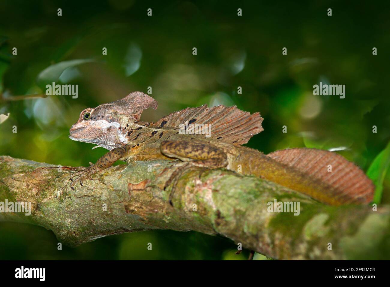 Brown Basilisk, Basiliscus vittatus, in the nature habitat. Beautiful