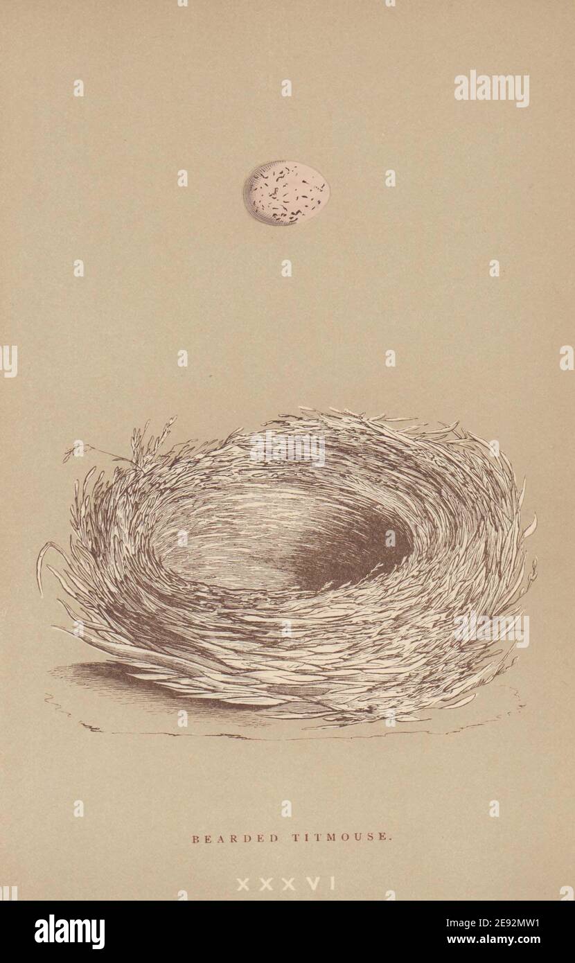 BRITISH BIRD EGGS & NESTS. Bearded Titmouse. MORRIS 1896 old antique print Stock Photo