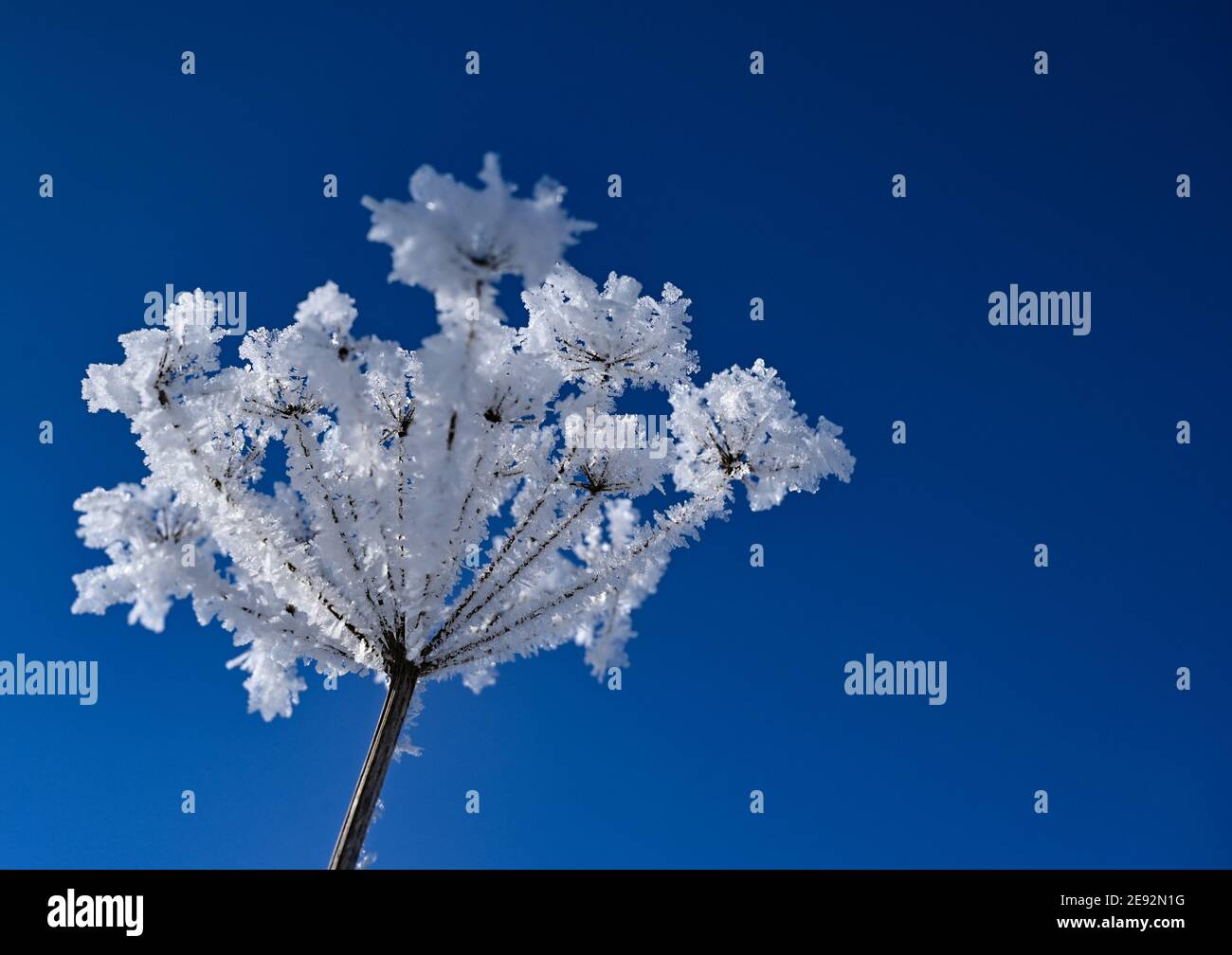 Jacobsdorf Germany 31st Jan 2021 Hoarfrost Can Be Seen On A jacobsdorf-germany-31st-jan-2021-hoarfrost-can-be-seen-on-a
