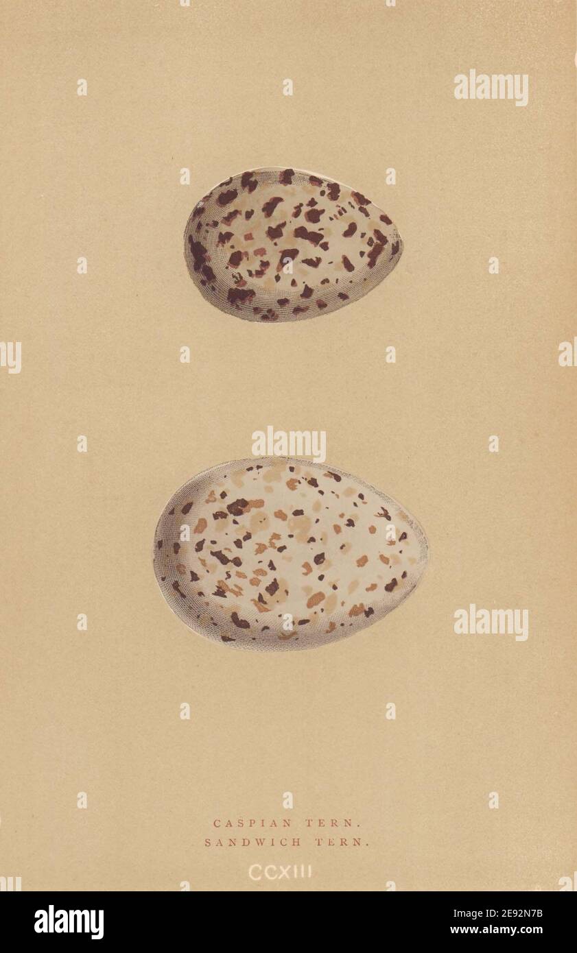 BRITISH BIRD EGGS. Caspian Tern. Sandwich Tern. MORRIS 1896 old antique