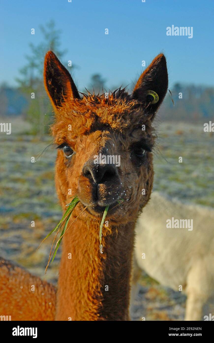 Alpacas in a Wiltshire smallholding looking at the camera - Stock Image