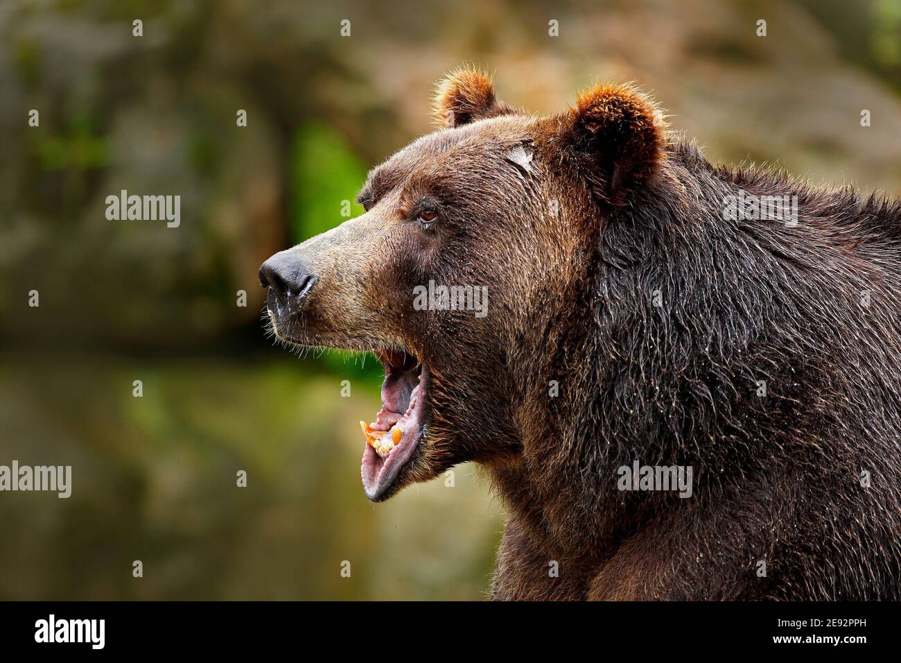 Bear with open muzzle. Portrait of brown bear. Detail face portrait of dangerous animal. Big animal in nature forest. Stock Photo