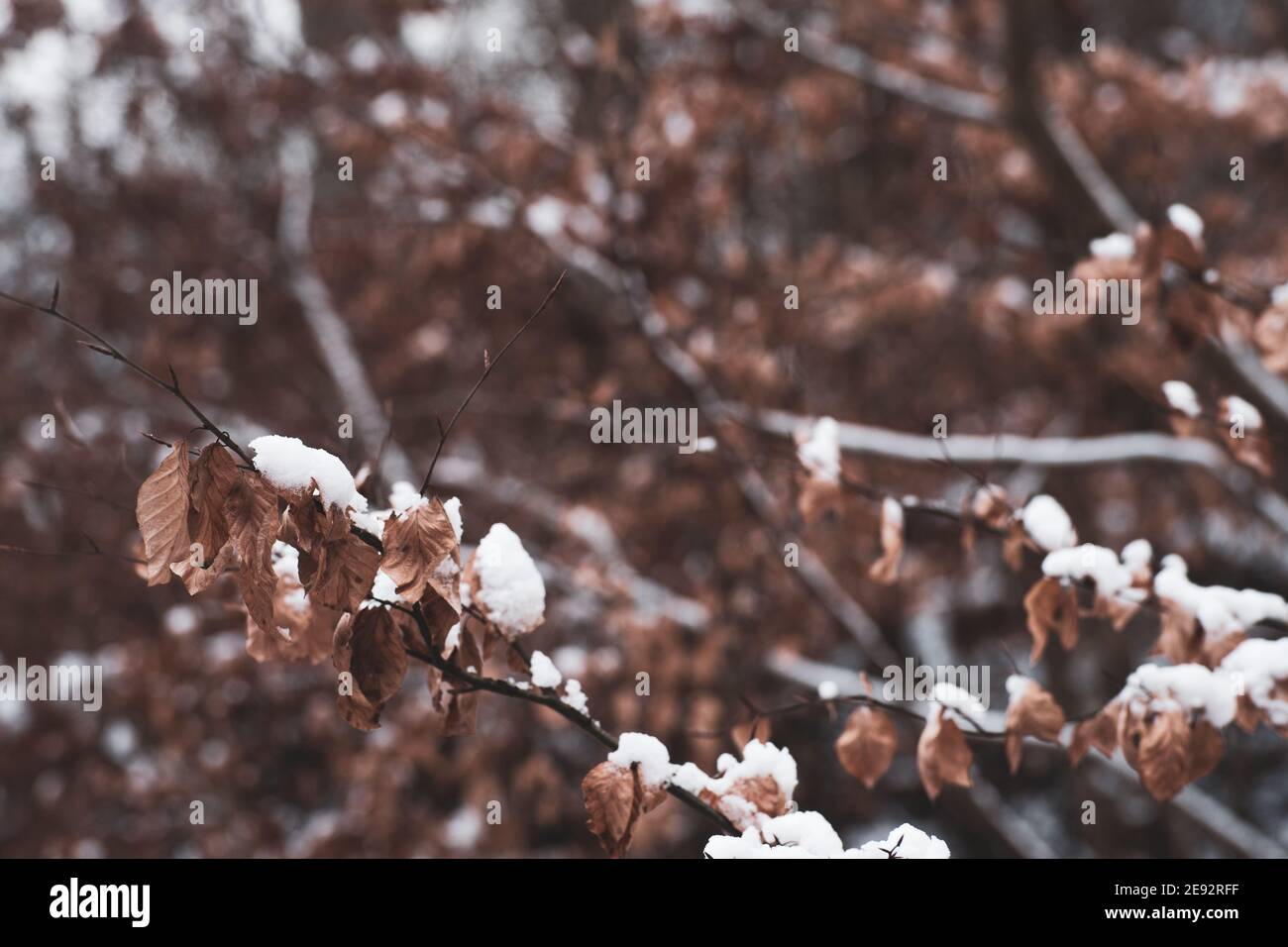 Closeup of snow covered leaves. Stock Photo