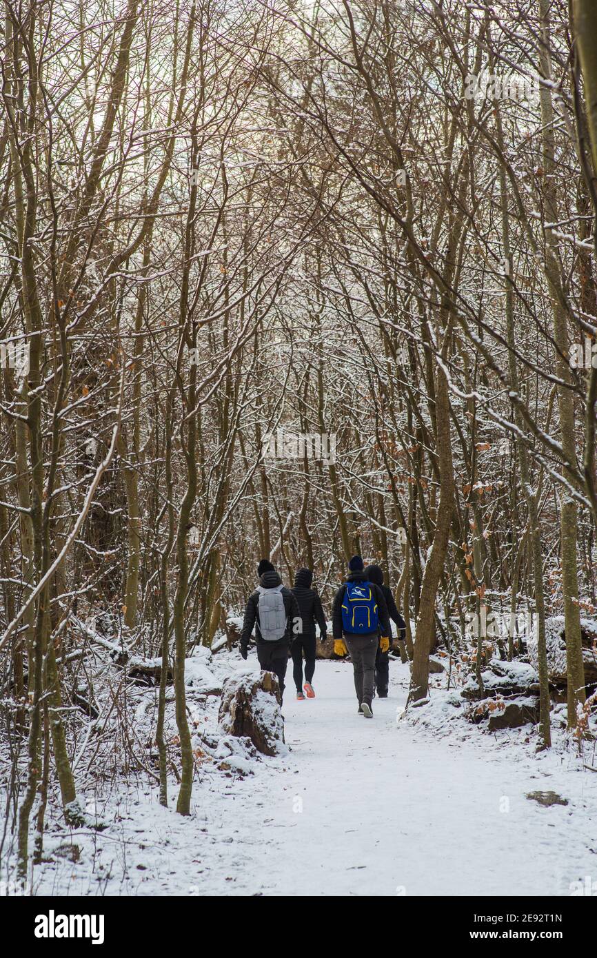 A group walking in the woods at winter in Sweden. Stock Photo