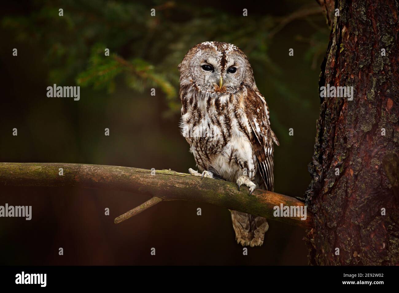 Tawny Owl Hidden In The Forest Brown Owl Sitting On Tree Stump In The Dark Forest Habitat