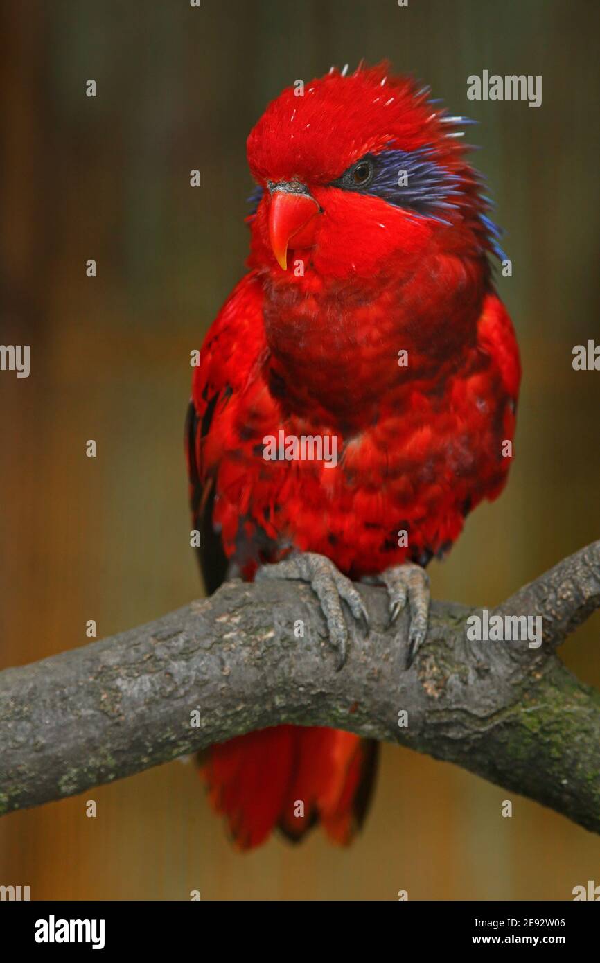 Blue-streaked lory, Eos reticulata, blue-necked lory, colourful parrot sitting on the branch, Animal in the nature habitat, Tanimbar Islands and Babar Stock Photo