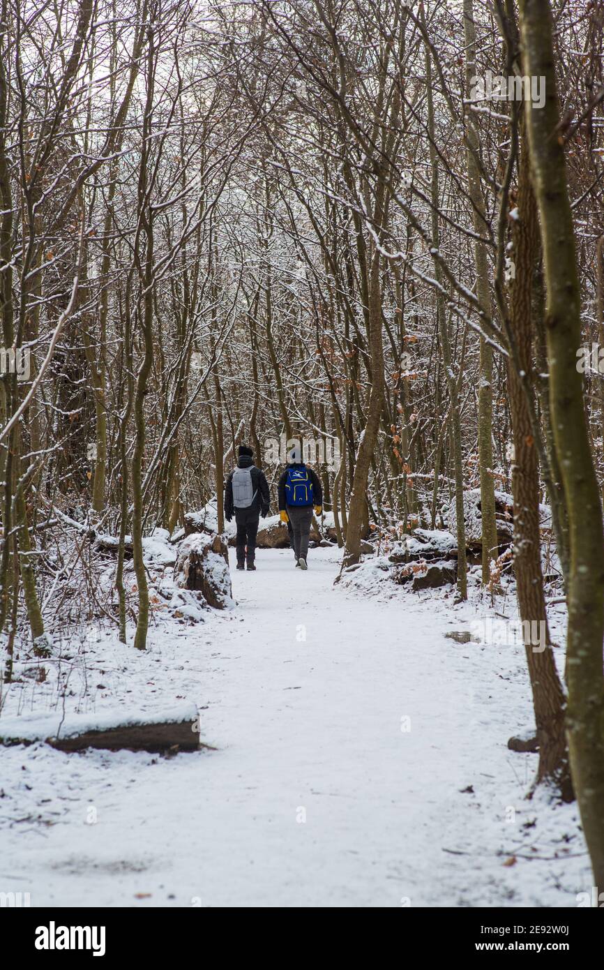 A group walking in the woods at winter in Sweden. Stock Photo