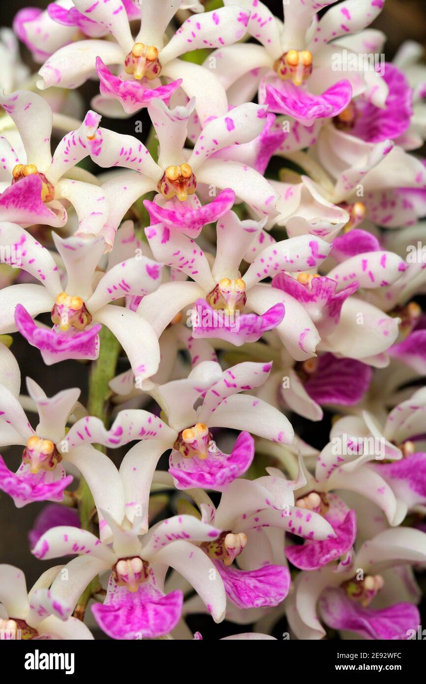Wild orchid Rhynchostylis gigantea from northern Thailand and Burma. Pink and white flower in nature habitat. Wild flower from forest. Stock Photo