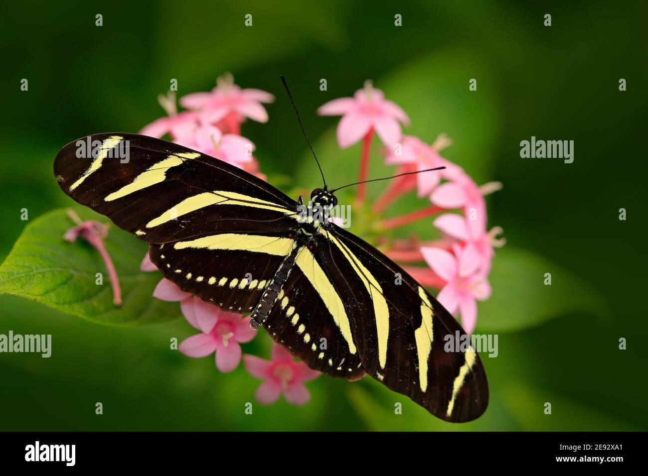 Beautiful butterfly Zebra Longwing, Heliconius charitonius in nature