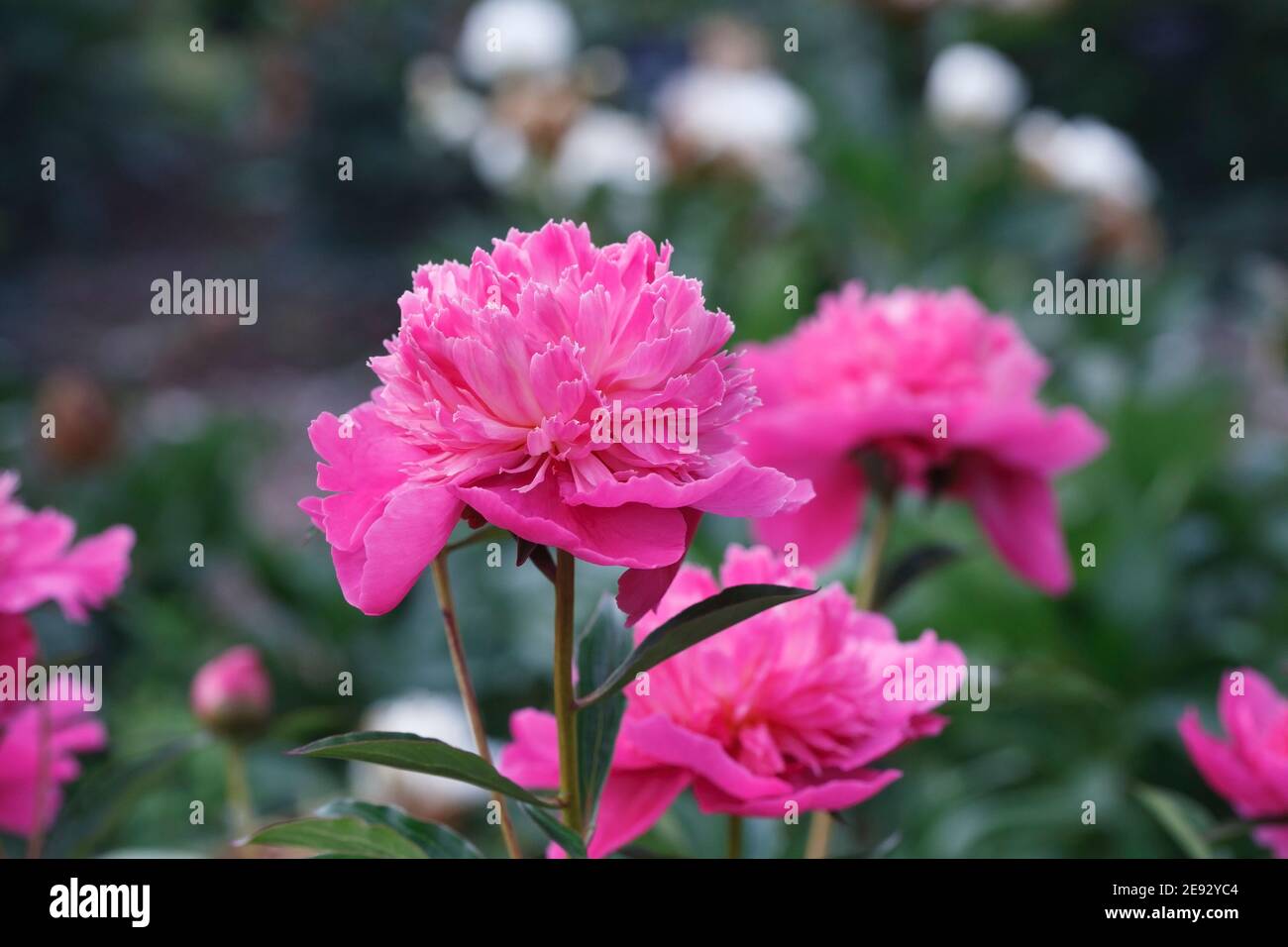 Paeonia flower in an English garden. Pink Peony flower. Stock Photo