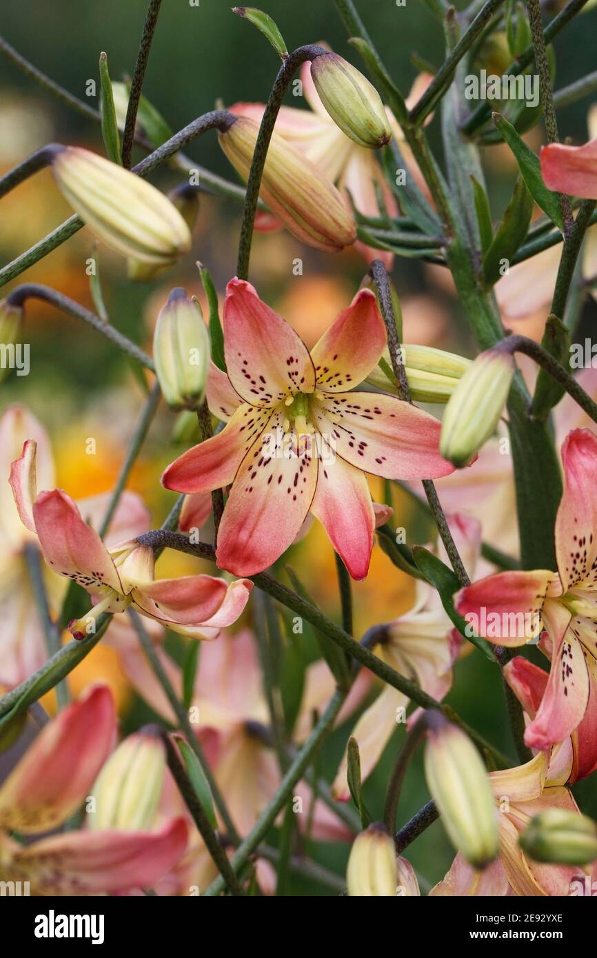 Lilium 'Corsage' flowers. Stock Photo