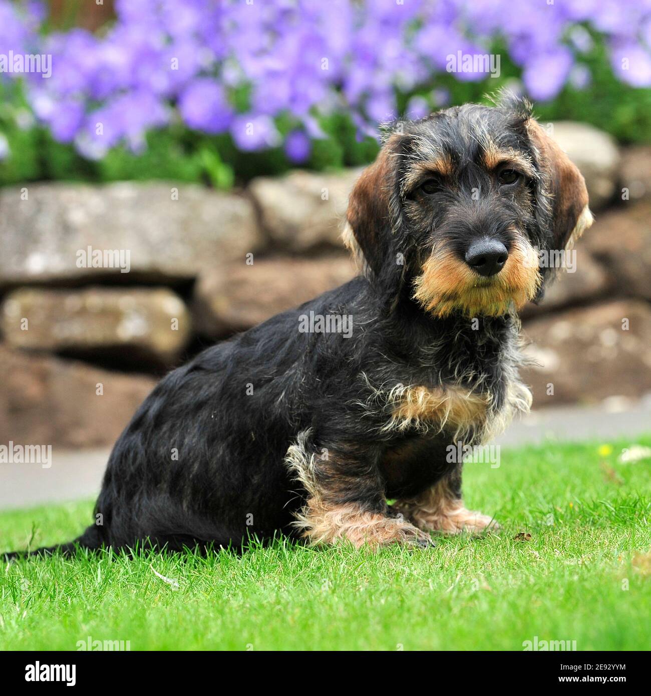 wirehaired Dachshund dog puppy Stock Photo