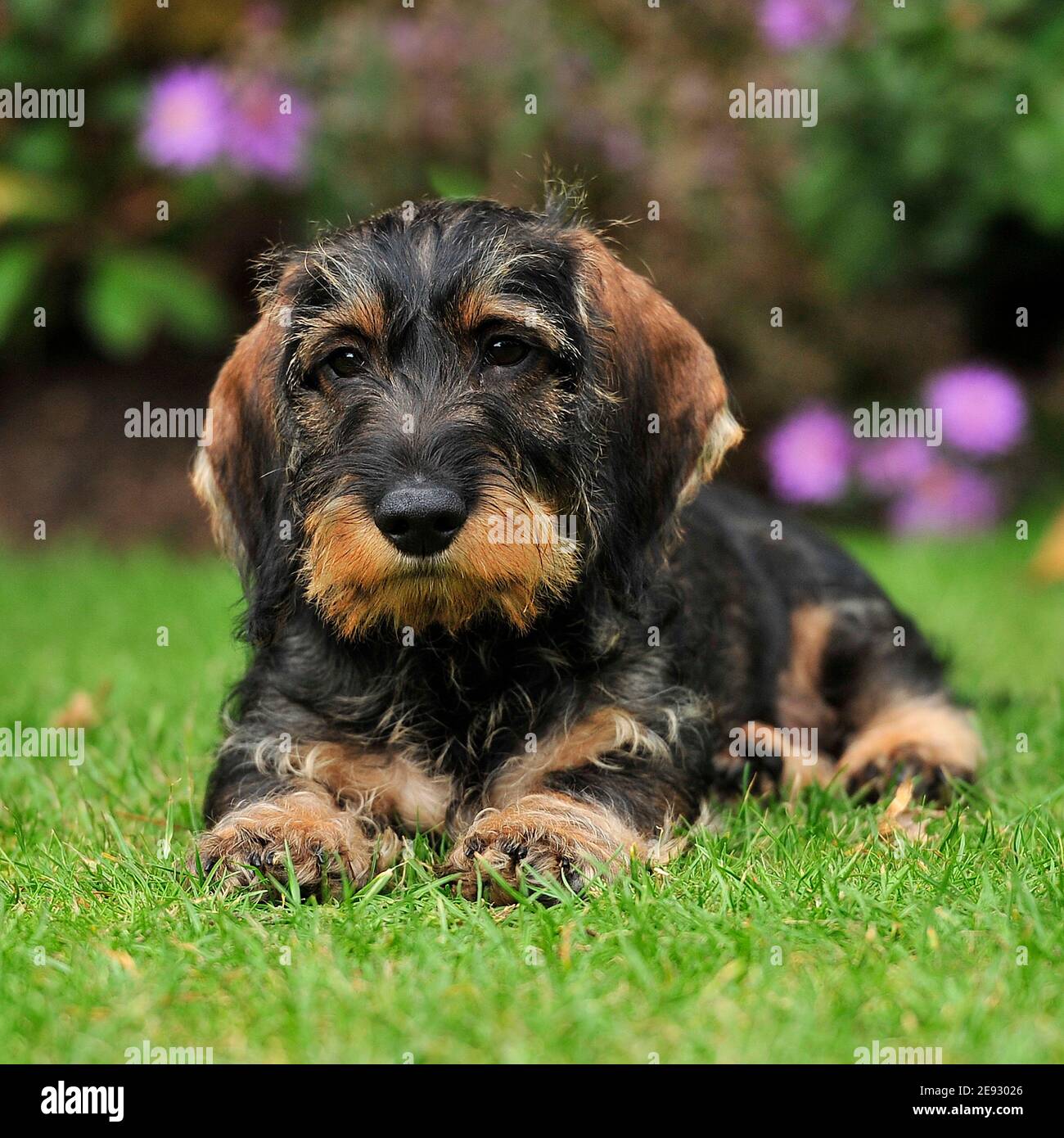 wirehaired Dachshund dog puppy Stock Photo