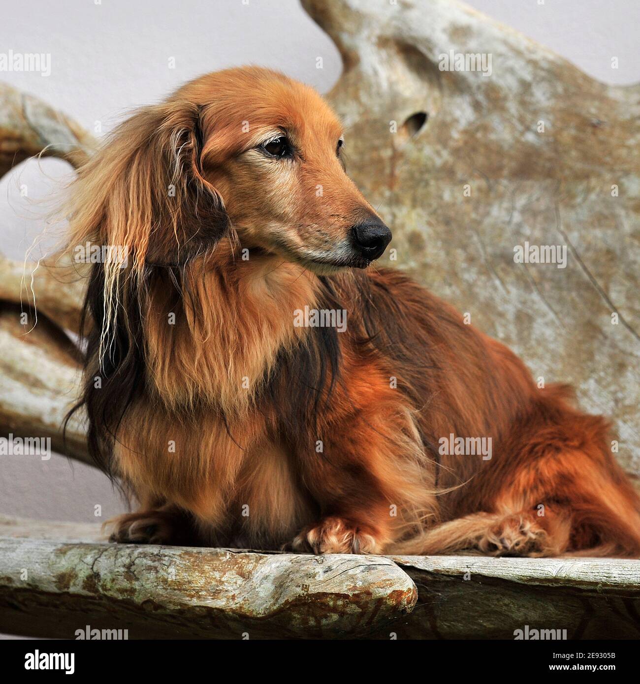 Dachshund dog Stock Photo
