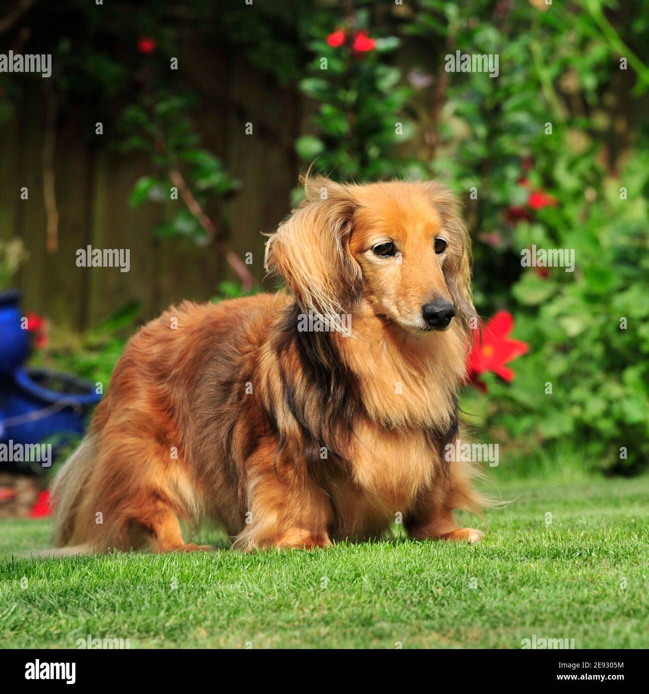 Dachshund dog Stock Photo