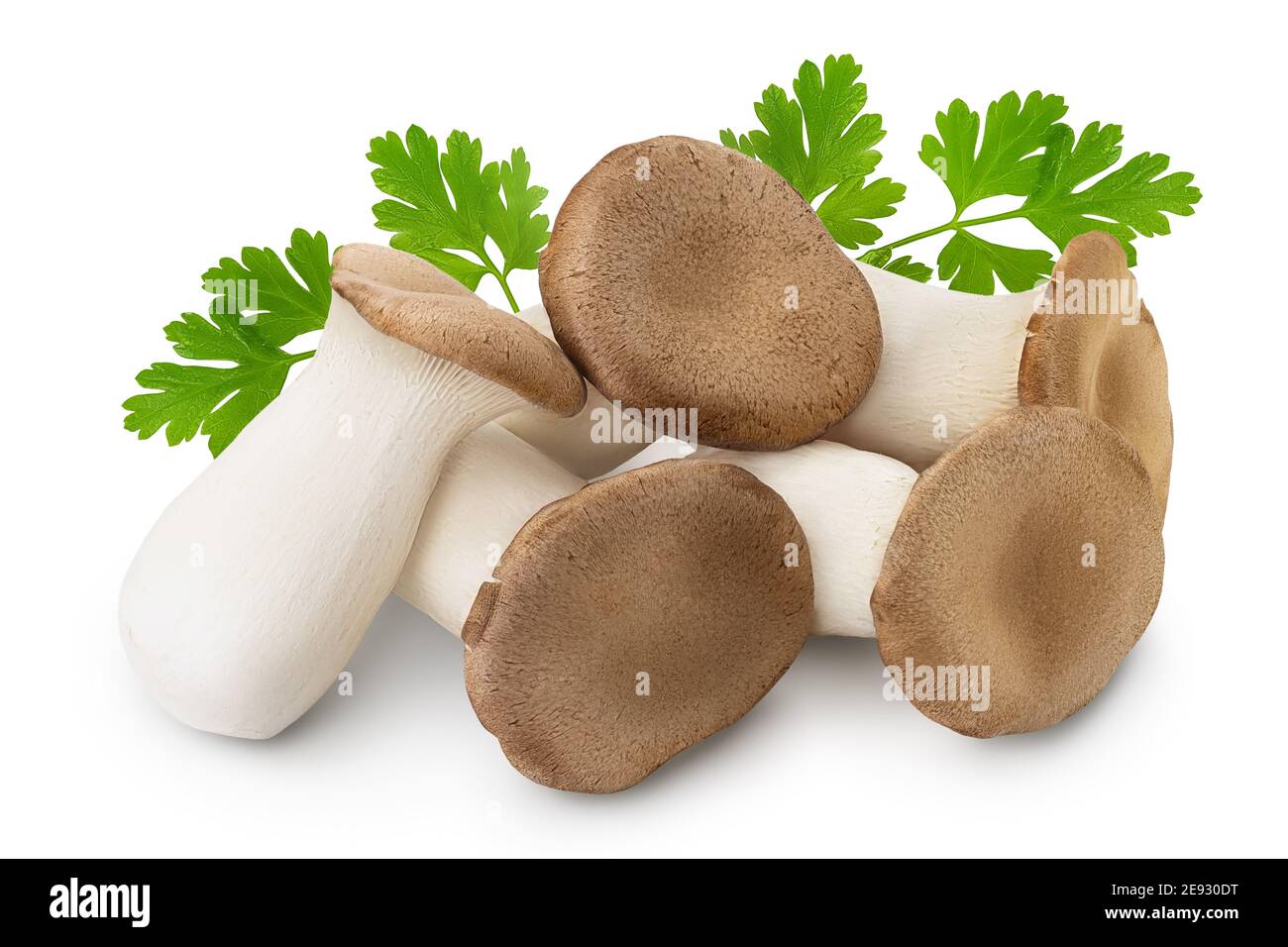 King Oyster mushroom or Eringi isolated on white background with clipping path and full depth of