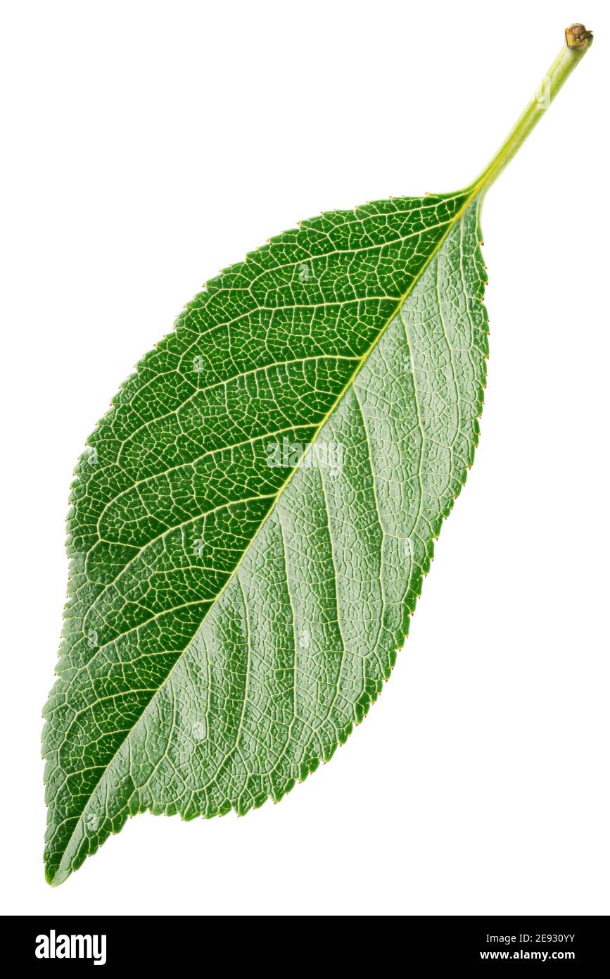 Cherry green leaf isolated on white background with clipping path. Full depth of field. Stock Photo