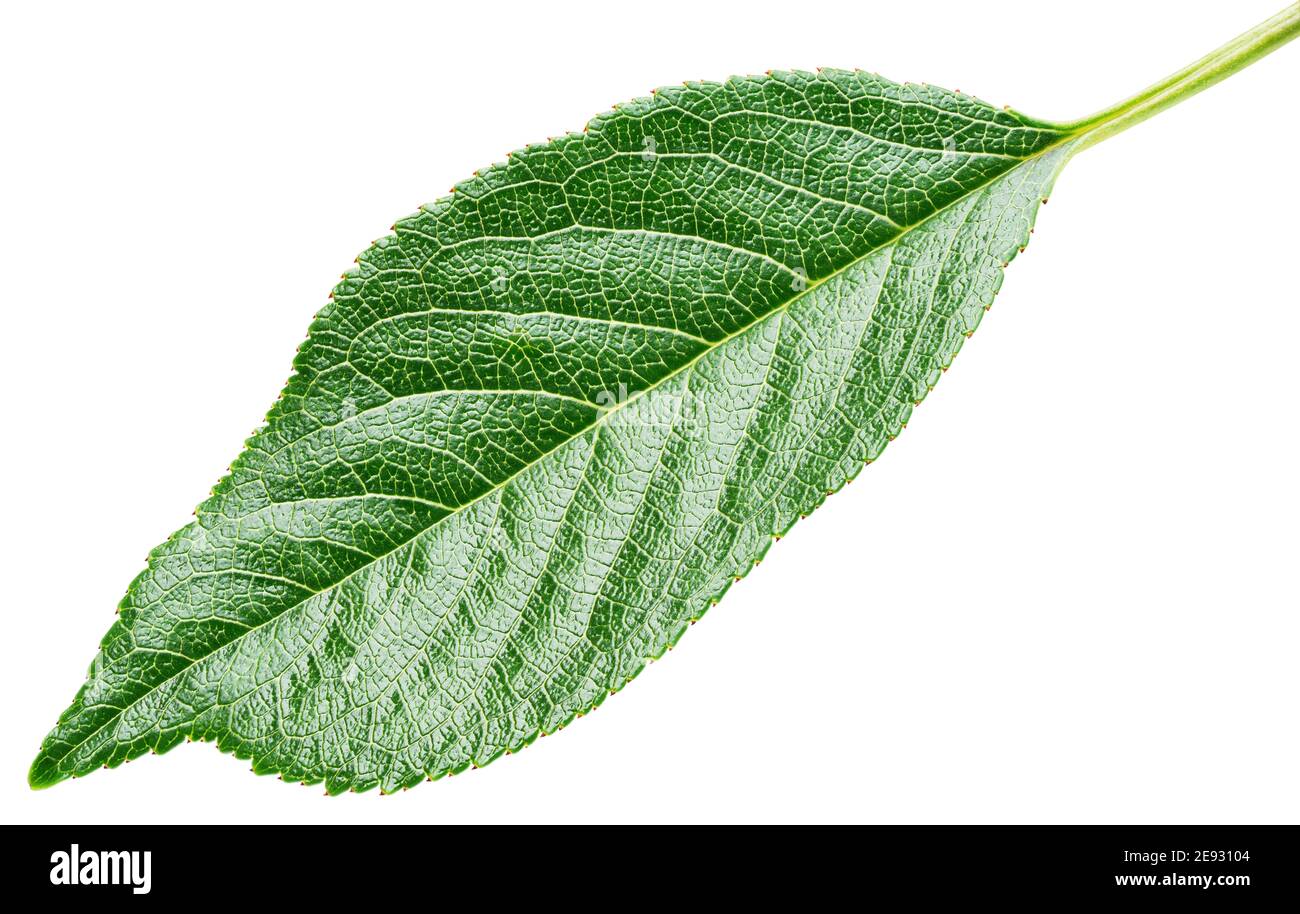 Cherry green leaf isolated on white background with clipping path. Full depth of field. Stock Photo