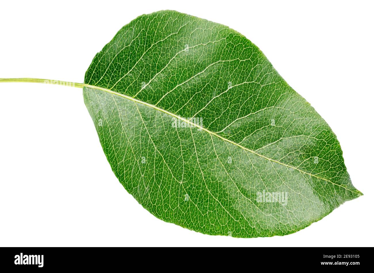Pear green leaf isolated on white background with clipping path. Full ...