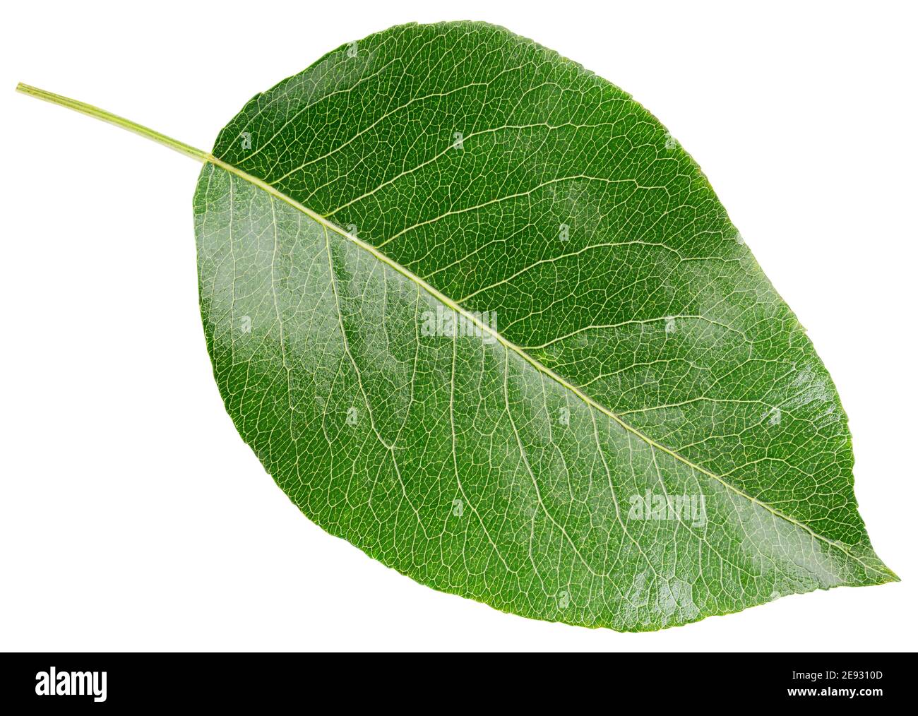 Pear green leaf isolated on white background with clipping path Stock Photo