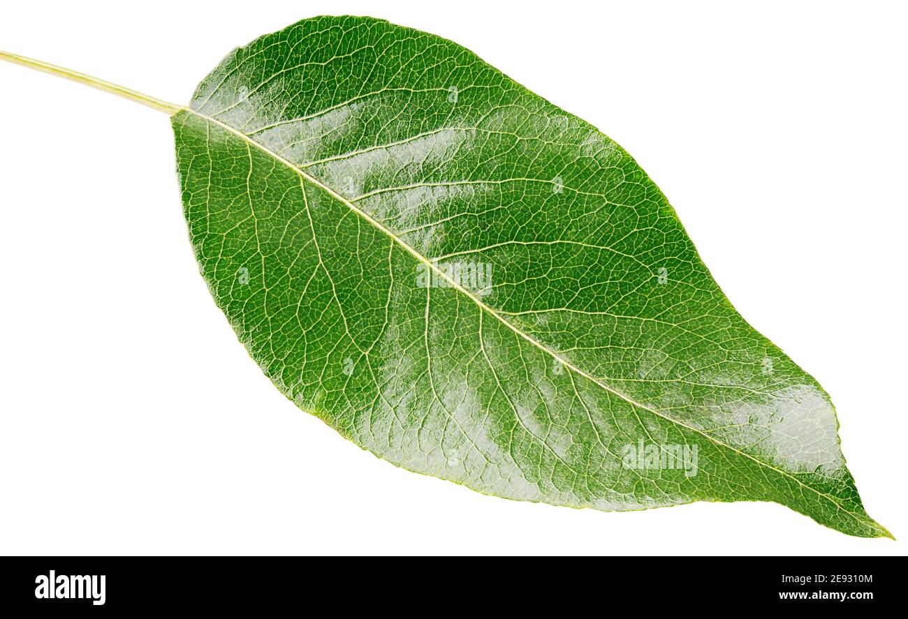 Pear green leaf isolated on white background with clipping path Stock Photo