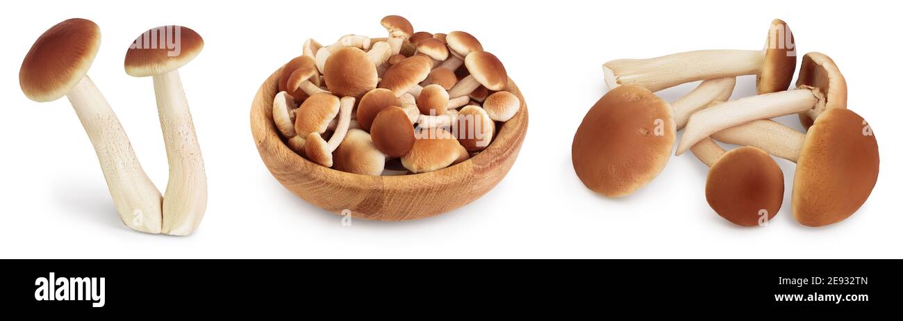 honey fungus mushrooms isolated on white background with clipping path and full depth of field. Set or collection Stock Photo